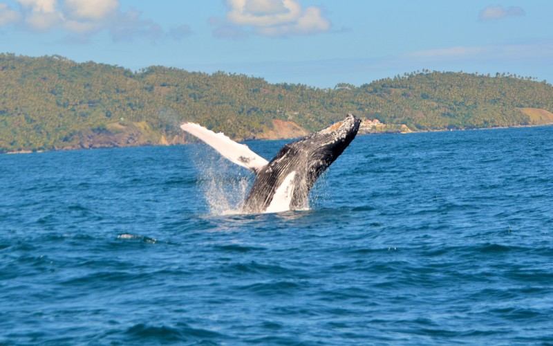 Programa GMA comparte experiencia con ballenas jorobadas en RD